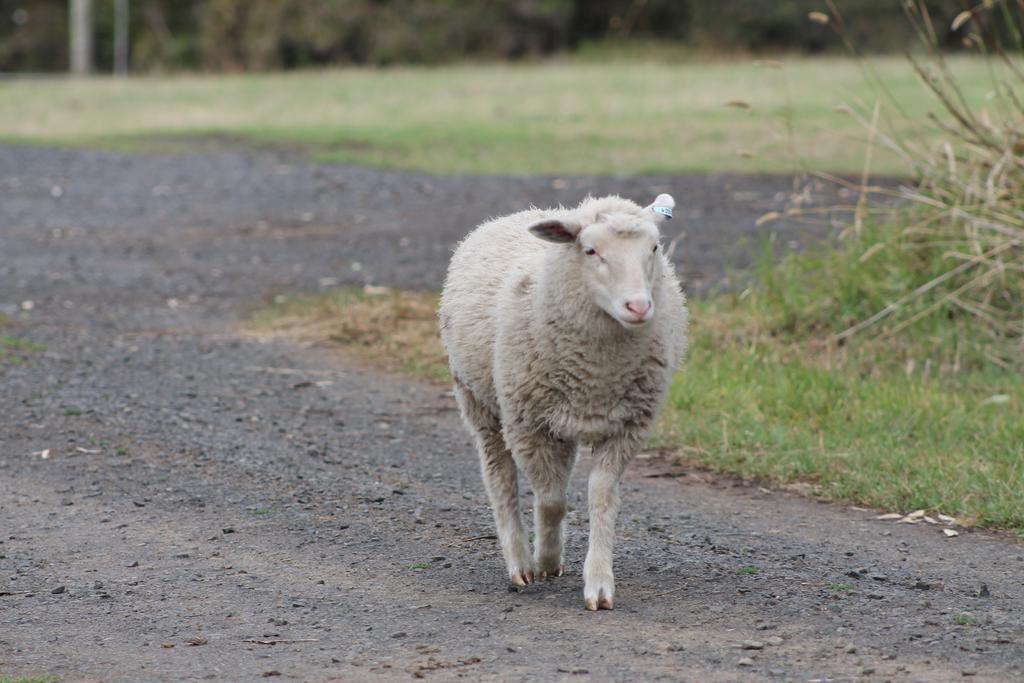 Bimbadeen Phillip Island Farm Retreats Ventnor Kültér fotó